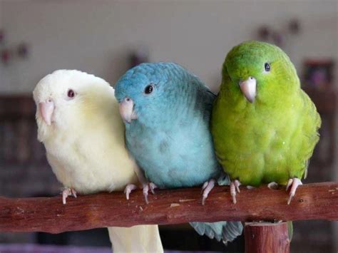 forpus papağanı renkleri